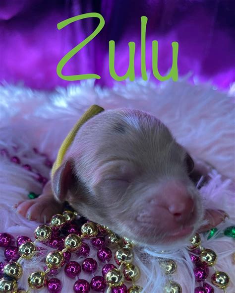 Zulu