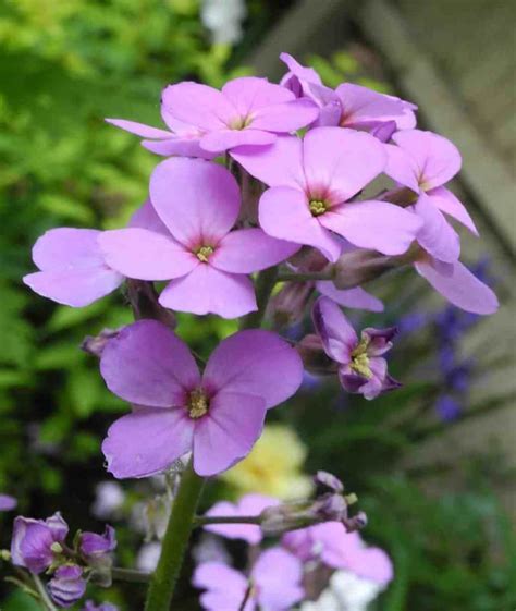 Flowering Hesperis Plants In The Garden | Plants, Unusual flowers, Fragrant flowers