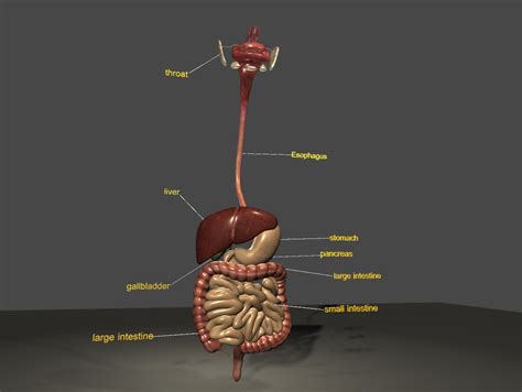 ArtStation - digestive system 3D Model | Resources