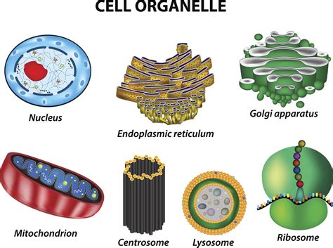 A Labeled Diagram of the Animal Cell and its Organelles - Biology Wise