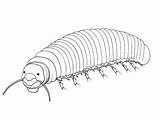 Millipede Coloring Page For Kids  Free Printable Pages sketch template
