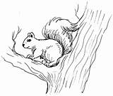 Squirrel Coloring Page sketch template