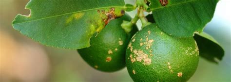 Citrus Canker Treatment | CRISPR | IDT