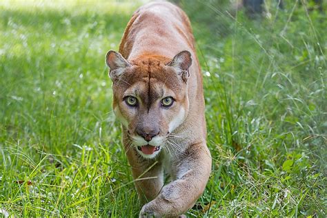 Florida Panther Facts: Animals of North America - WorldAtlas