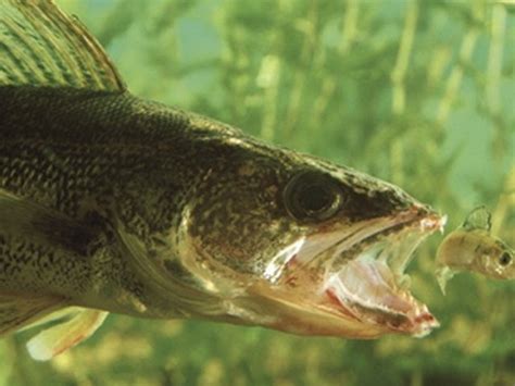 Research: Local adaptation can sustain walleye fisheries in the face of ...