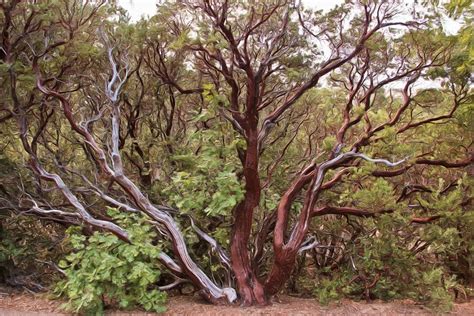 The Manzanita Tree Photograph by Heidi Smith - Pixels