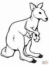 Kangaroo With A Joey coloring Page  Free Printable Coloring Pages sketch template