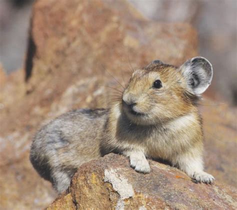 The American pika: A case study in wildlife acclimating to climate change