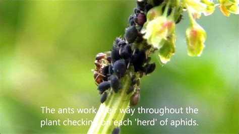 Ants farming aphids - YouTube