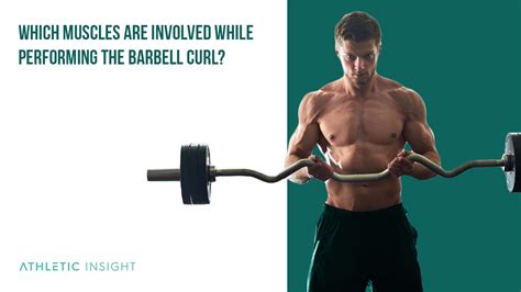 How to Do Barbell Curl: Variations, Proper Form, Techniques, Barbell - Athletic Insight