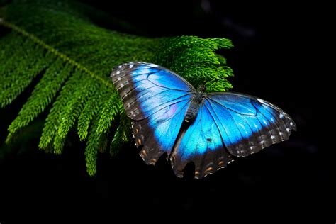 Video: The Morpho Butterfly's Blue Isn't What It Seems | WIRED