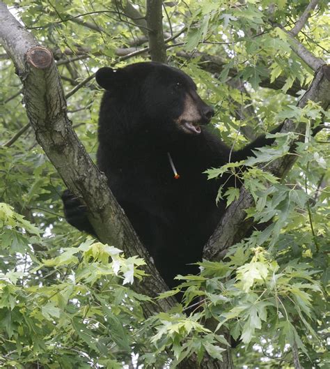 Backyard bruin: Bear seen wandering through South Brunswick ...