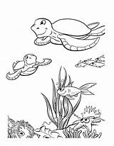 Free Printable Sea Turtle Coloring Pages For Kids sketch template