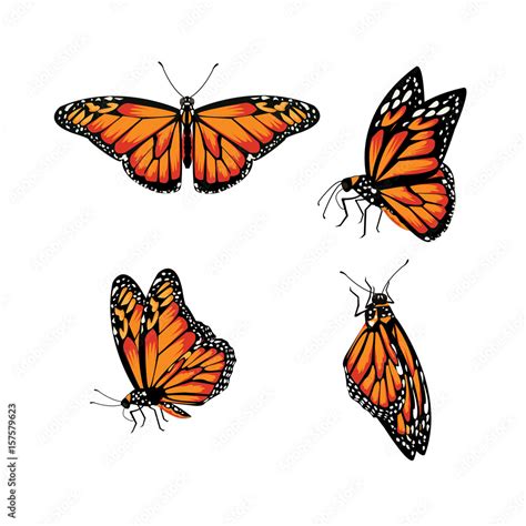 butterfly Monarch Butterfly, Danaus plexippus Stock Vector | Adobe Stock