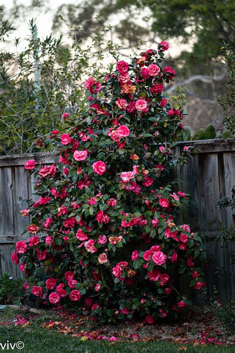 Grand Camellia bloom in 2021 | Planting flowers, Evergreen shrubs, Flowering shrubs