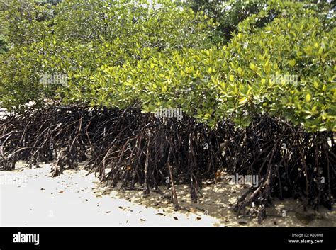 Mangrove Andaman and Nicobar islands Stock Photo - Alamy