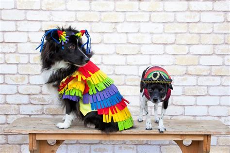 7 Adorable (And Easy!) DIY Dog Costumes