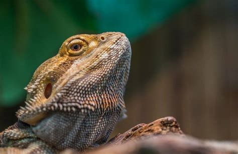 Bearded Dragon Brumation Explained - Symptoms & Care Guide - Signs, Symptoms, & What to Do | Pet ...