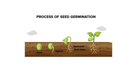 What is germination with diagram?