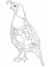 Two Quails Coloring Page  Free Printable Pages For Kids sketch template