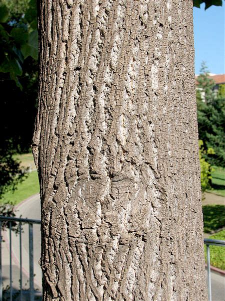 Omeka@CTL | Tulip Tree Bark