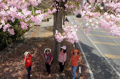 Tecoma Blossoms | The Star