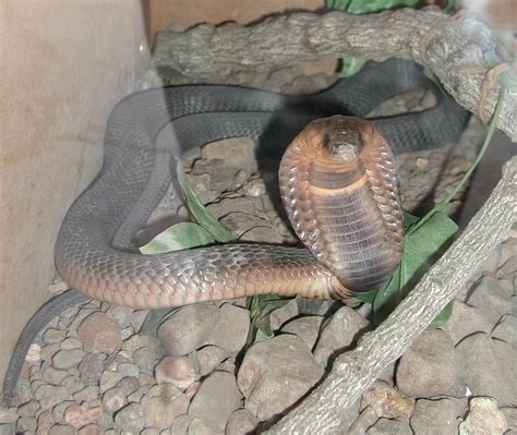 Egyptian cobra - Wikipedia