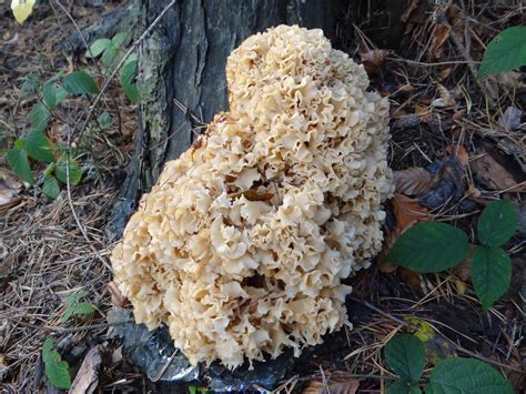 Sparassis crispa: The Ultimate Mushroom Guide