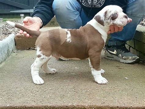 Alapaha Blue Blood Bulldog Puppies For Sale | South Carolina 14, SC #184520