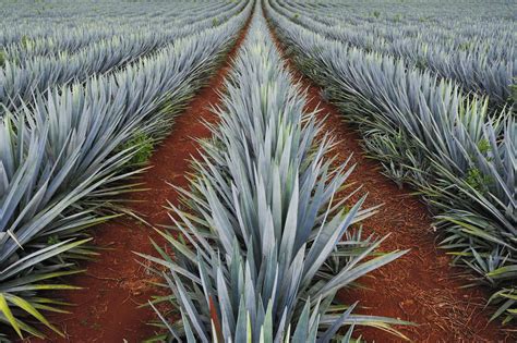 Agave Nectar Is More Unhealthy Than Sugar - Thrillist