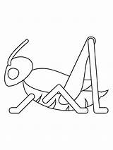 Cricket Insect Coloring Page sketch template