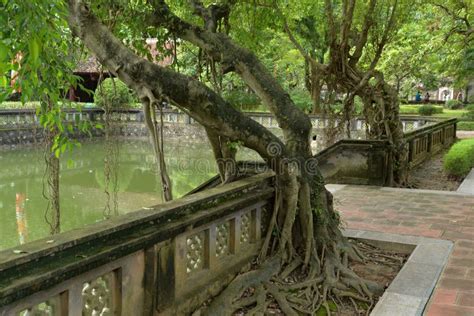 Hoa Lu Ancient Capital, Ninh Binh, Vietnam Stock Image - Image of binh, roots: 140672029