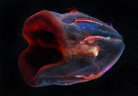 Multimedia Gallery - This deep-sea ctenophore, or comb jelly, shows the dark red color typical ...