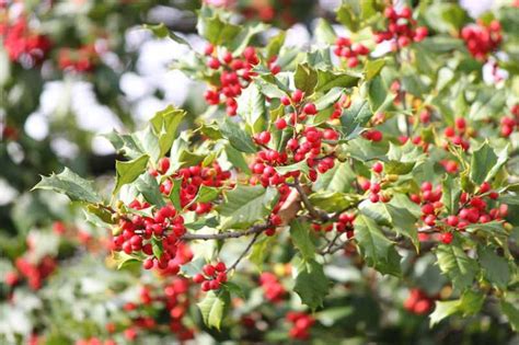 Attractive Evergreen Shrubs and Trees with Red Fruits and Berries