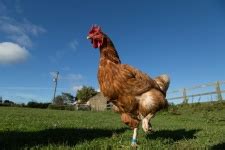 Chicken Coop Free Stock Photo - Public Domain Pictures