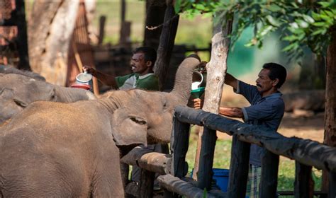 Uda Walawe Elephant Transit Home | Sri Lanka activities | Red Dot Tours