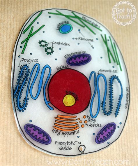 How to Create 3D Plant Cell & Animal Cell Models for Science Class