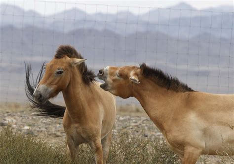 July 18 Photo Brief: Przewalski horses in Mongolia, South Africa celebrates Nelson Mandela’s ...