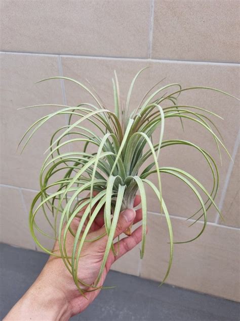 tillandsia buck compton, Furniture & Home Living, Gardening, Plants ...