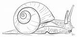 Land Snail coloring Page  Free Printable Coloring Pages sketch template