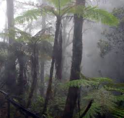 File:Cloud forest mount kinabalu.jpg - Wikipedia, the free encyclopedia