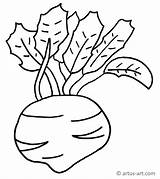 Beet Coloring Page Beetroot 5  Free Vegetables sketch template