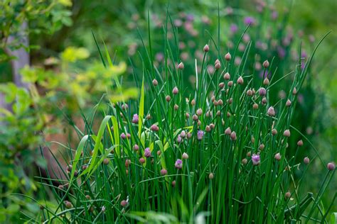 How to Grow Chives (Plant, Harvest, Preserve) — Homesteading Family