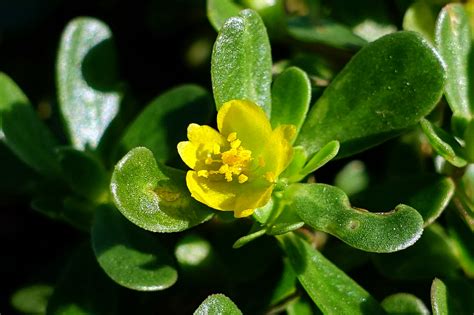 Portulaca oleracea - Wildflowers of the National Capital Region