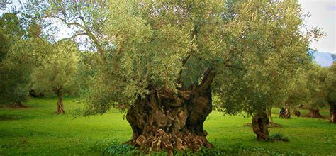 Olive tree cultivation