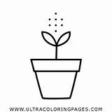 Sprout Coloring Pages  Ultra sketch template