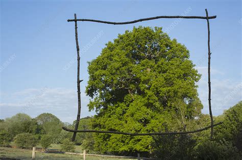 Wood stick frame over sunny green tree - Stock Image - F030/8935 - Science Photo Library