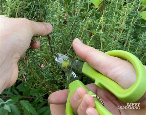 How to Harvest Thyme for Fresh and Dried Use