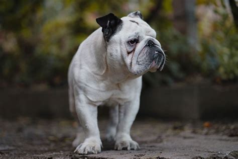 English Bulldog in the Yard - Creative Commons Bilder