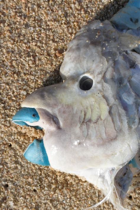 Bumphead Parrotfish | Mexico – Fish, Birds, Crabs, Marine Life, Shells and Terrestrial Life